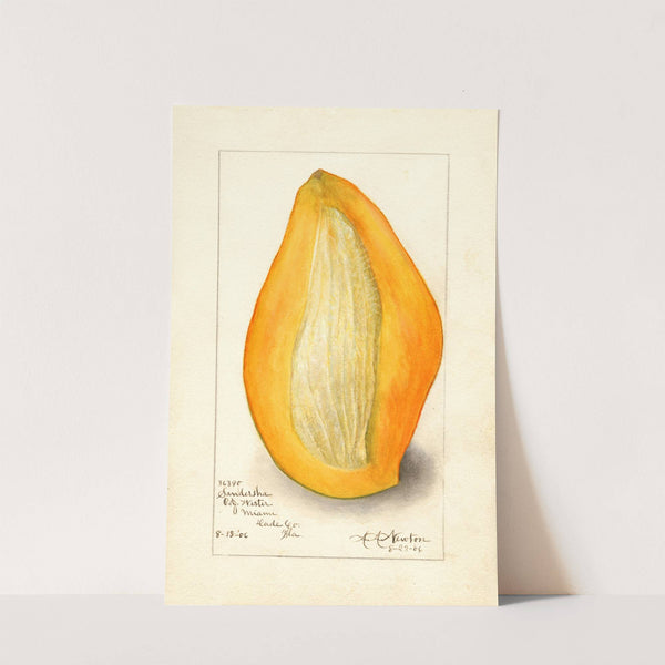 Mangifera indica: Sandersha by Amanda Almira Newton