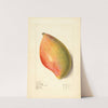 Mangifera indica: Sandersha by Elsie E. Lower
