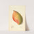 Mangifera indica: Sandersha by Elsie E. Lower