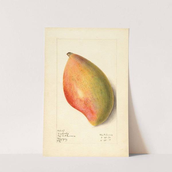 Mangifera indica: Sandersha by Elsie E. Lower