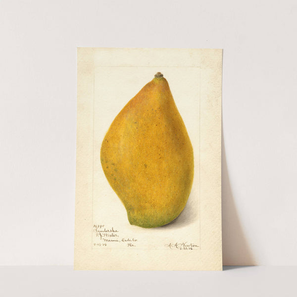 Mangifera indica: Sandersha by Amanda Almira Newton