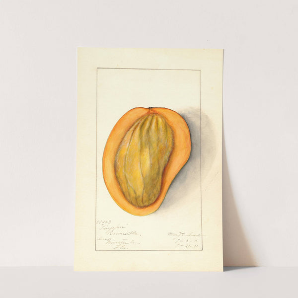 Mangifera indica: Singapur by Mary Daisy Arnold