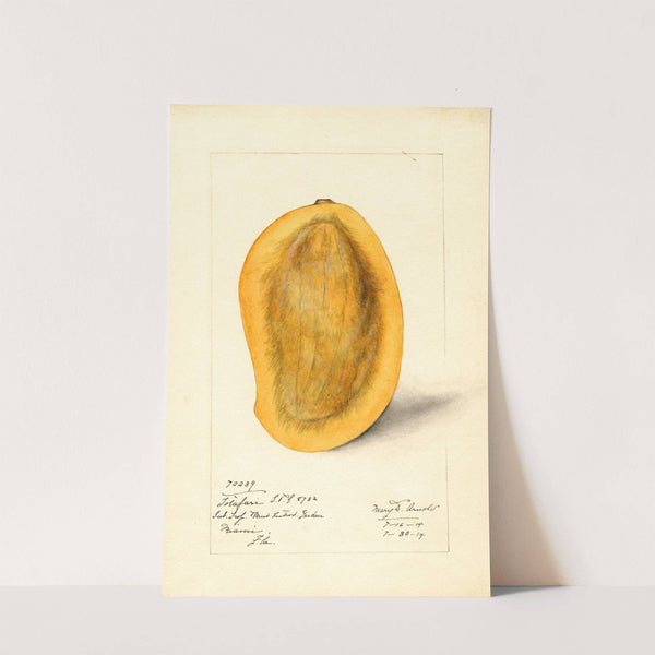 Mangifera indica: Totafari by Mary Daisy Arnold