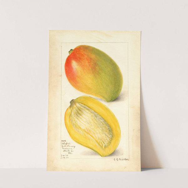 Mangifera indica: Totafari by Amanda Almira Newton