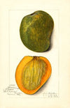 Mangifera indica: White Alphonse