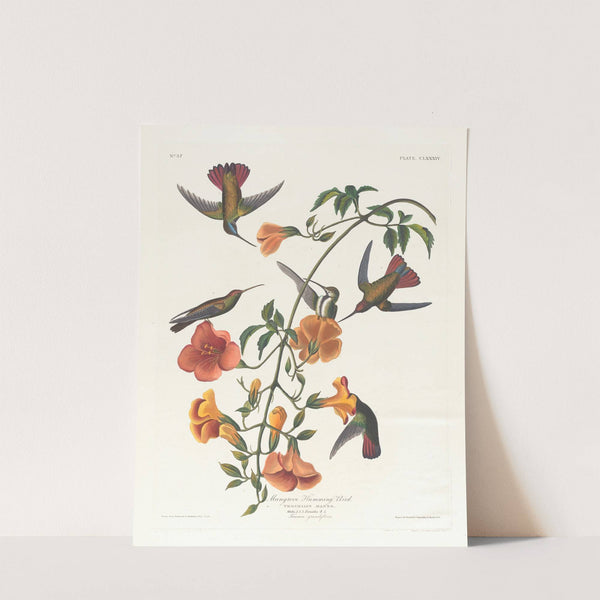 Mangrove humming bird by John James Audubon