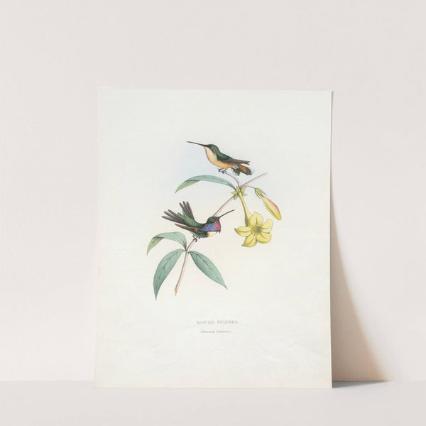 Manila Pulchra (1874-1877) by Paul Eugène Mesplès