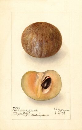 Manilkara zapota