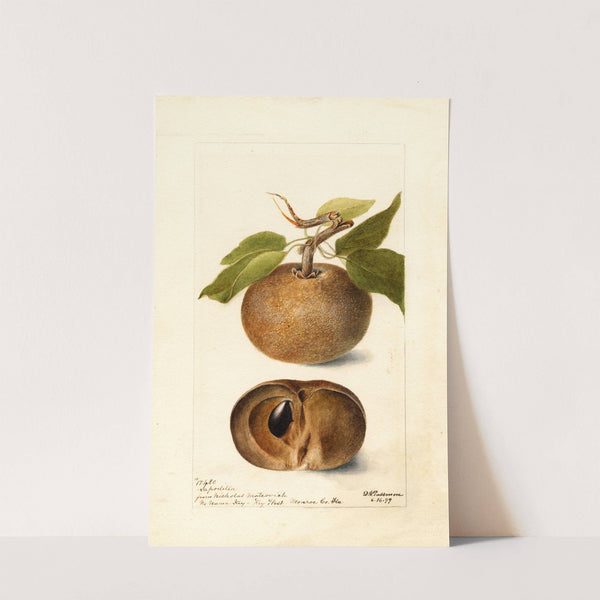 Manilkara zapota (1899) by Deborah Griscom Passmore