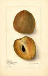 Manilkara zapota