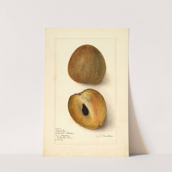 Manilkara zapota (1906) by Amanda Almira Newton