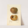Manilkara zapota: No (1906) by Amanda Almira Newton