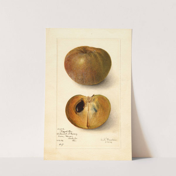 Manilkara zapota: No (1906) by Amanda Almira Newton