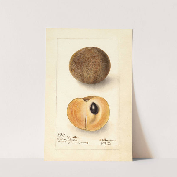 Manilkara zapota: No (1906) by Deborah Griscom Passmore