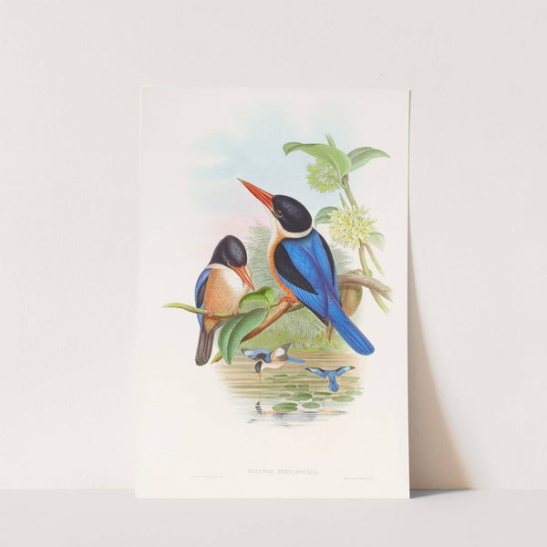 Manilla Kingfisher by John Gould