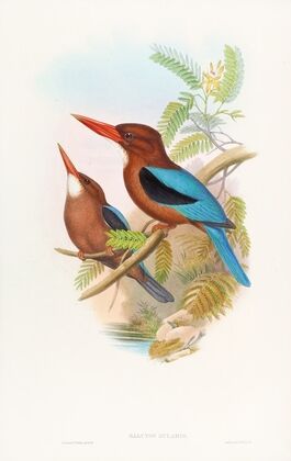 Manilla Kingfisher
