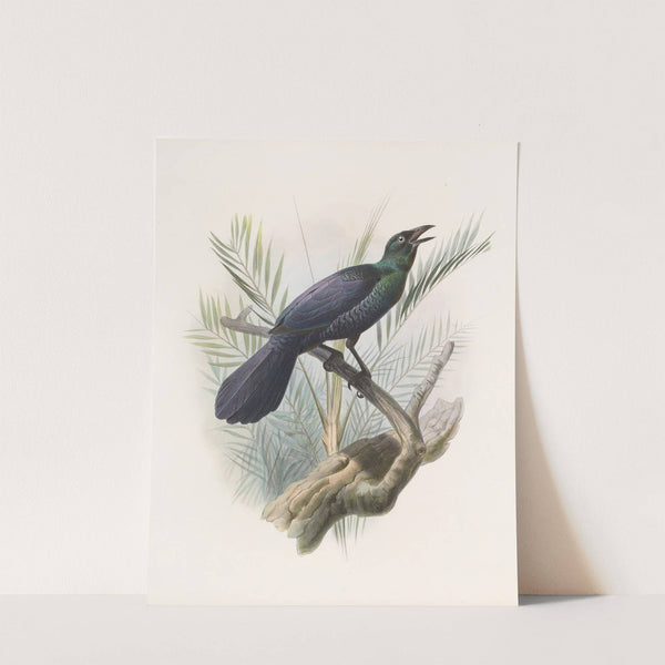 Manucodia atra by Daniel Giraud Elliot