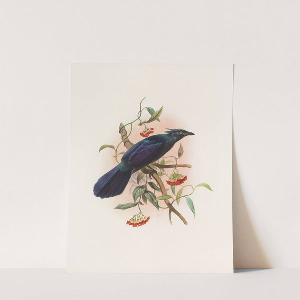 Manucodia Keraudreni by Daniel Giraud Elliot