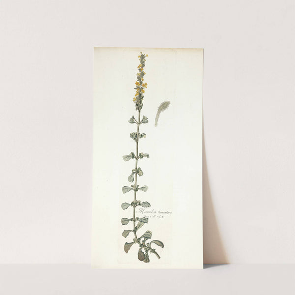 Manulea tomentosa by Nikolaus Joseph Freiherr von Jacquin