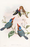 Many-coloured Kingfisher