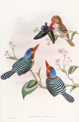 Many-coloured Kingfisher