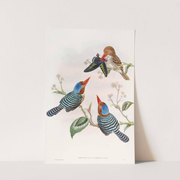 Many-coloured Kingfisher by John Gould