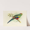 Many-Coloured Parrakeet (1884-1887) by Alexander Francis Lydon