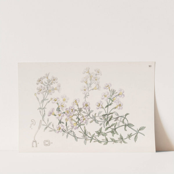 Many-flowered Chaenostome (1815-1819) by Sydenham Edwards