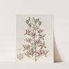 Many-flowered Letter-leaf (1815-1819) by Sydenham Edwards