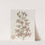 Many-flowered Letter-leaf (1815-1819) by Sydenham Edwards