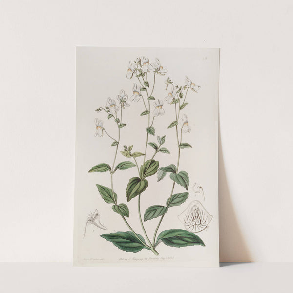 Many-flowered Nemesia (1815-1819) by Sydenham Edwards