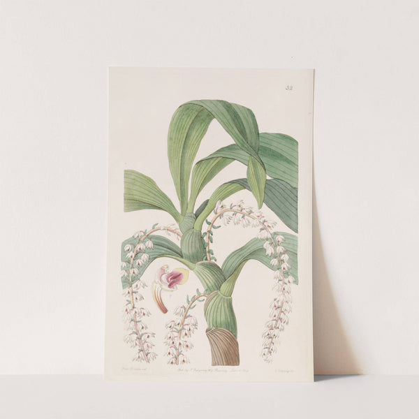 Many-tailed Eria (1815-1819) by Sydenham Edwards