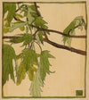 Maple