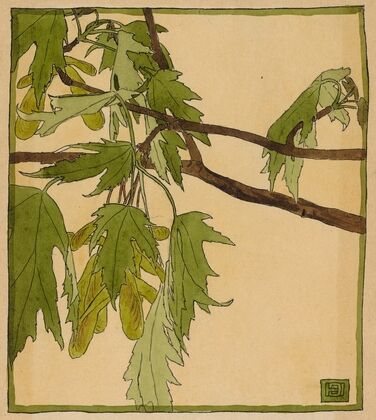 Maple