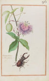 Maraco indica seu flore passionis (1624)