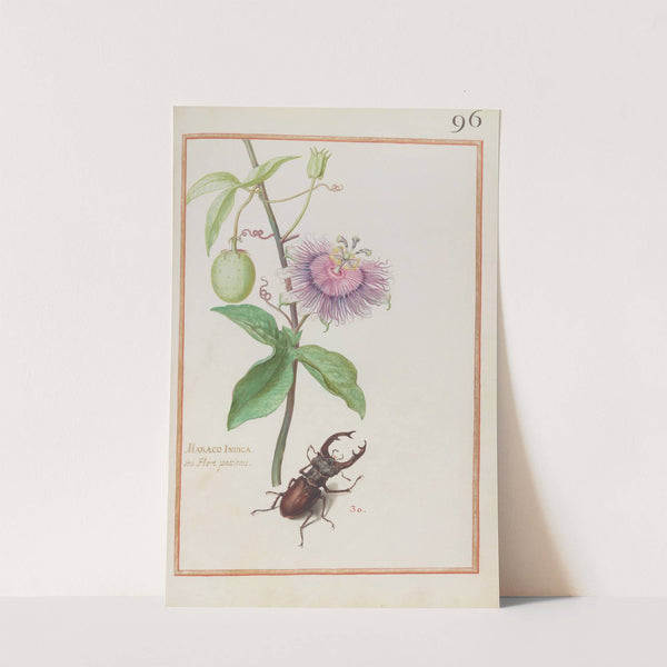 Maraco indica seu flore passionis (1624) by Daniel Rabel