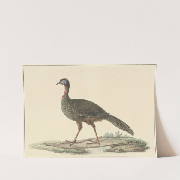 Marailsjakohoen (Penelope marail) by Pieter Pietersz. Barbiers