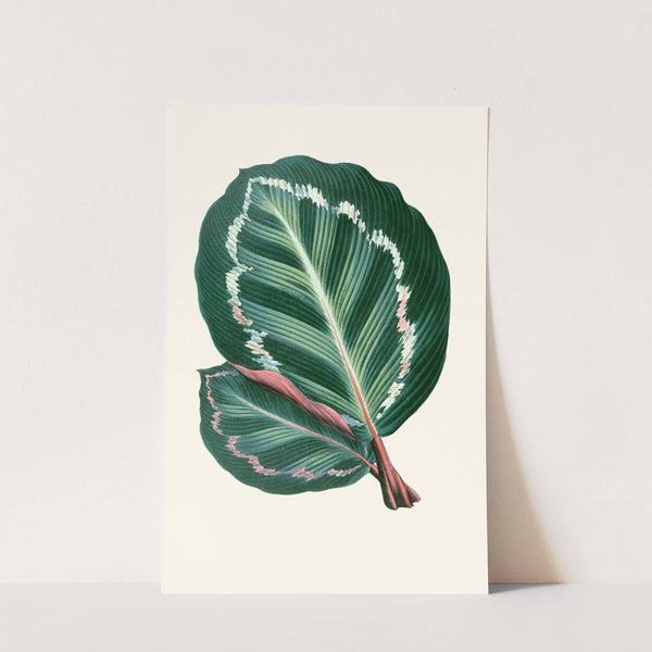 Maranta Illustris by Edward Joseph Lowe