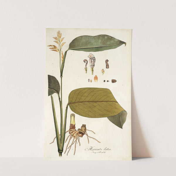 Maranta lutea by Nikolaus Joseph Freiherr von Jacquin