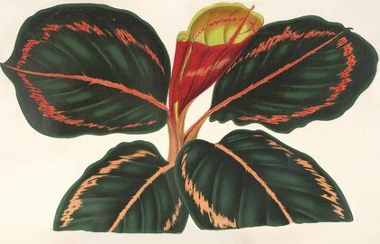 Maranta Roseo-Picta