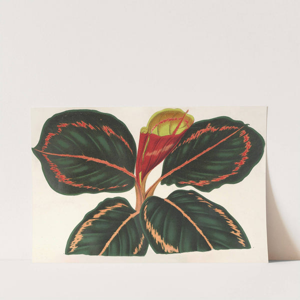 Maranta Roseo-Picta by Charles Antoine Lemaire