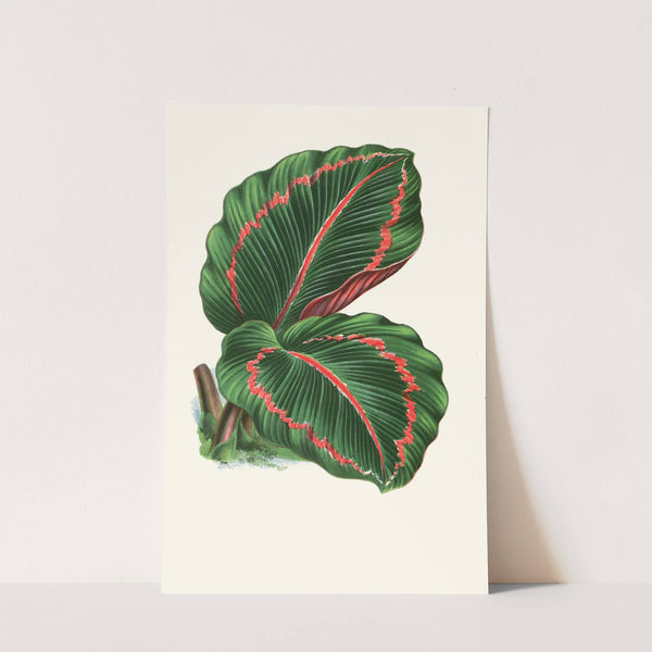 Maranta Roseo-Picta by Edward Joseph Lowe