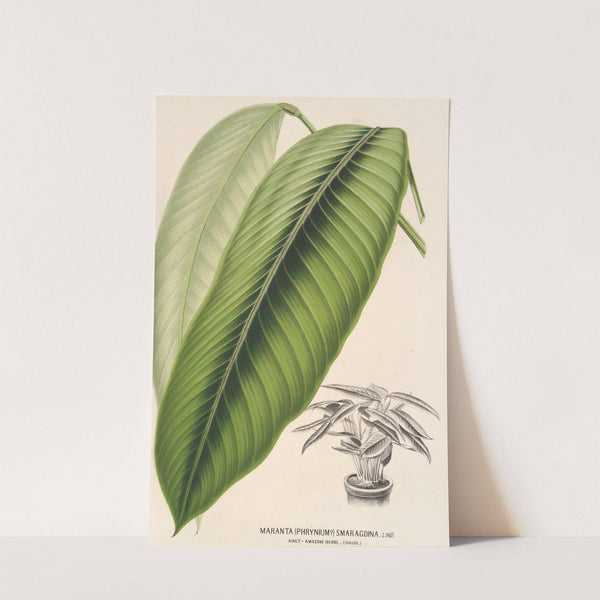 Maranta smaragdina by Charles Antoine Lemaire