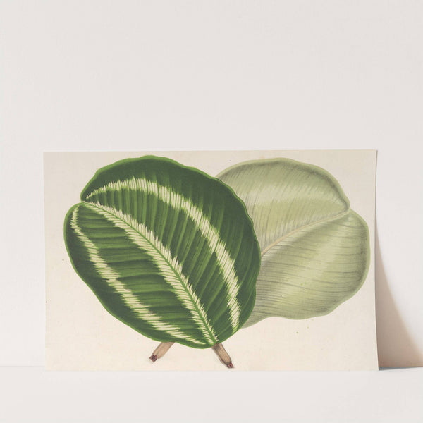 Maranta virginalis by Charles Antoine Lemaire