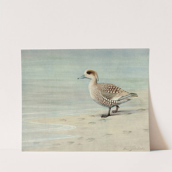 Marbled Duck by Louis Agassiz Fuertes