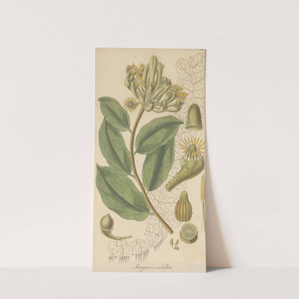 Marcgravia Umbellata by William Jackson Hooker