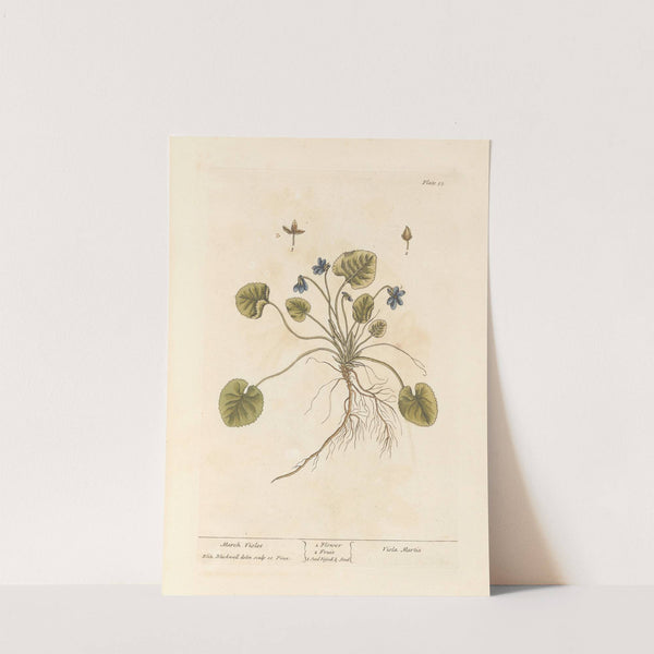 March violet (1739) by Elizabeth Blackwell