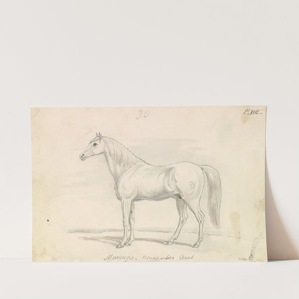 Marengo, Bonaparte’s Arab (1837) by Charles Hamilton Smith