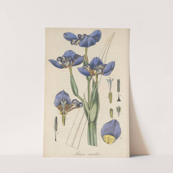 Marica coerulea by William Jackson Hooker