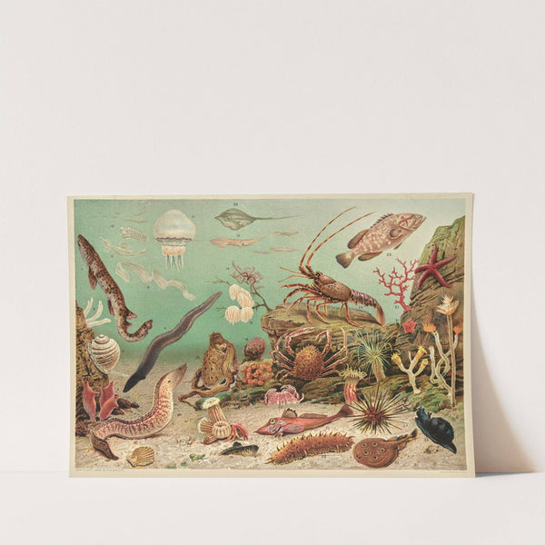 Marine life (1896) by F. E. Wright